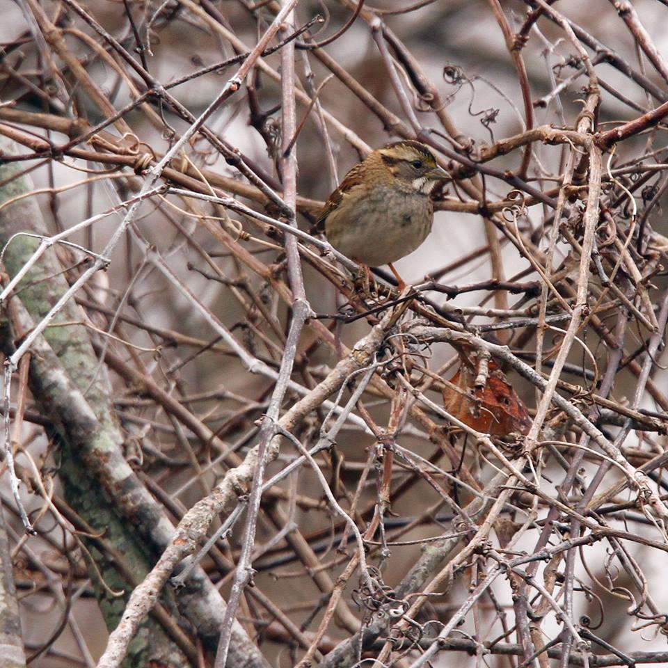 White-throated Sparrow.jpg - White-throated Sparrow photographed by Sabrina Nicholson